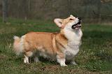 CORGI PEMBROKE 1166